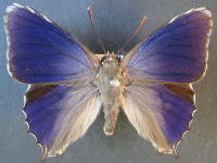 Ogyris genoveva - Adult